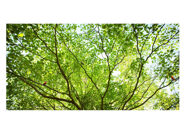 Todd Murphy Untitled, Sovereign Tree (leafy branches), 2009