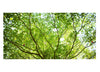 Todd Murphy Untitled, Sovereign Tree (leafy branches), 2009